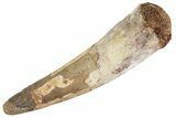 Fossil Spinosaurus Tooth - Real Dinosaur Tooth #367957-1
